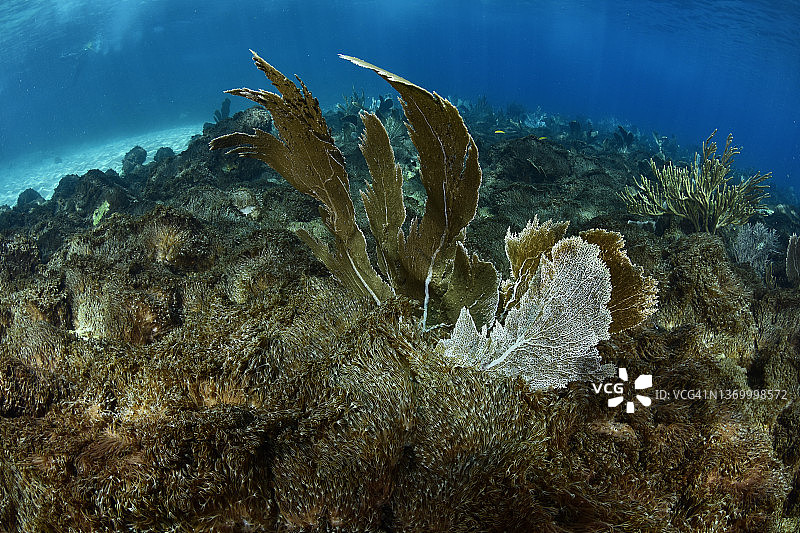 加勒比海的软珊瑚入侵图片素材