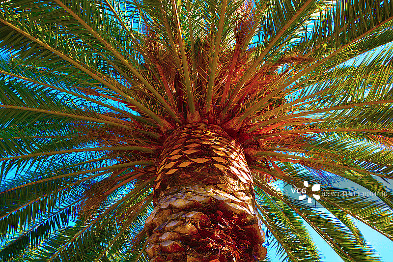加州棕榈树鲜艳的低角度景观图片素材