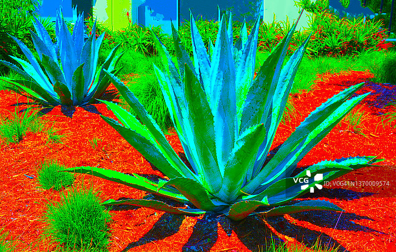 鲜艳的肖氏龙舌兰图片素材