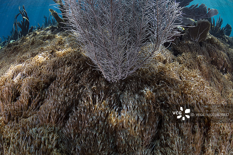 加勒比海的软珊瑚入侵图片素材