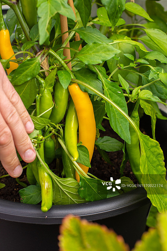 黄色成熟的辣椒图片素材