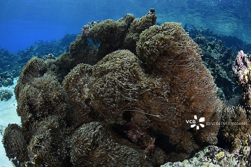 加勒比海的软珊瑚入侵图片素材