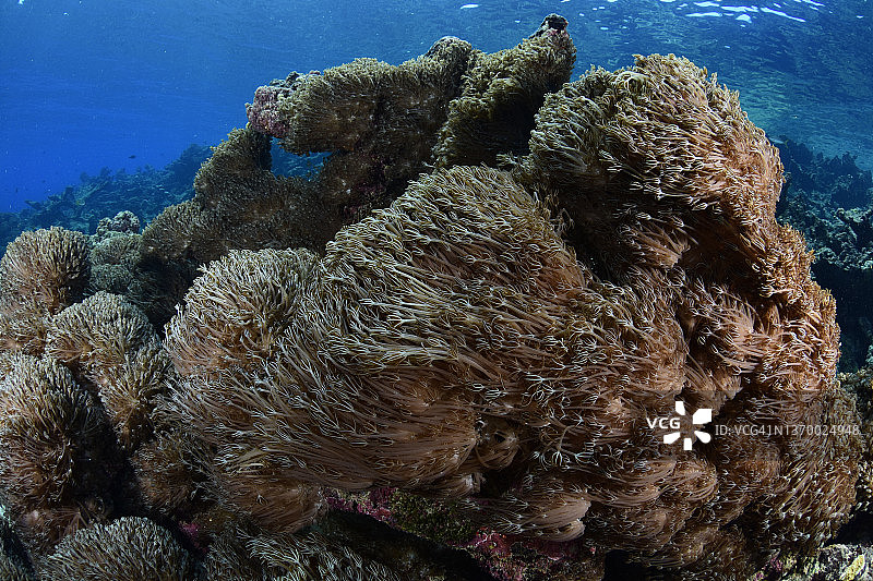 加勒比海的软珊瑚入侵图片素材