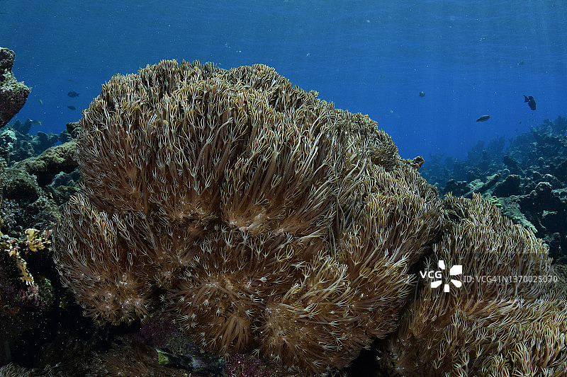 加勒比海的软珊瑚入侵图片素材