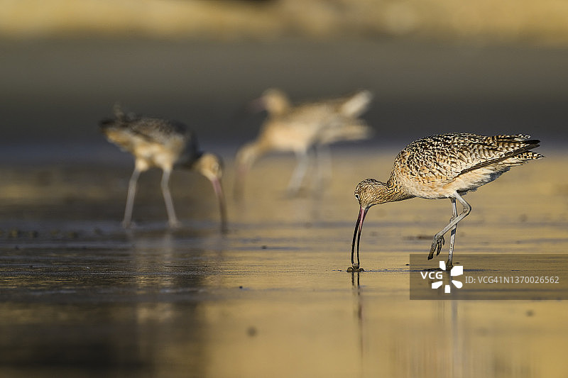 长嘴杓鹬(美洲Numenius americanus)图片素材