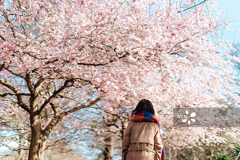 年轻女人在春天在美丽的樱花树下公园里散步图片素材