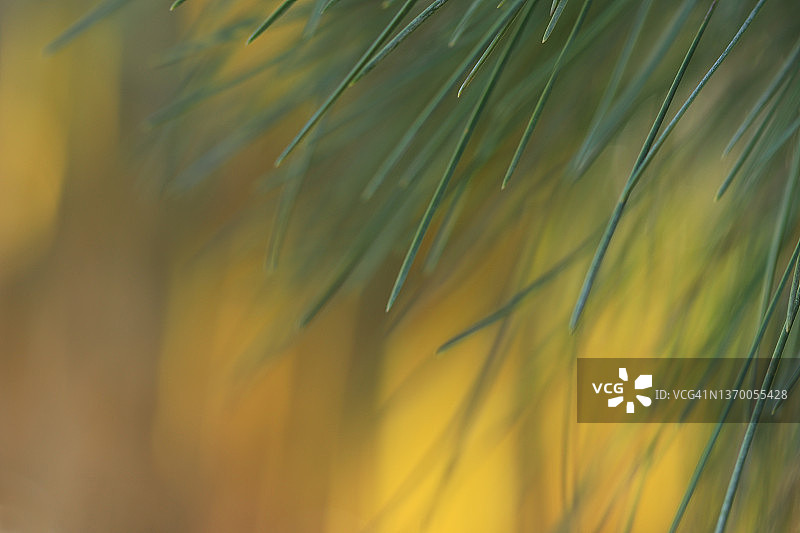 黄色棕榈叶和低光下的松针特写图片素材