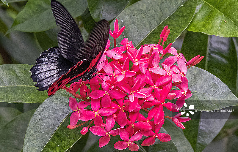 红燕凤蝶的背影图片素材