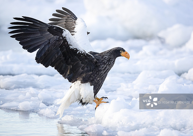 在冰上着陆图片素材