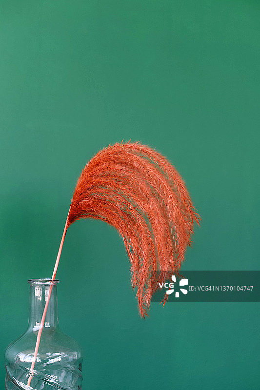 花瓶里装着一朵美丽的干橙花，房间装饰，玻璃花瓶，深色背景，装饰图片素材