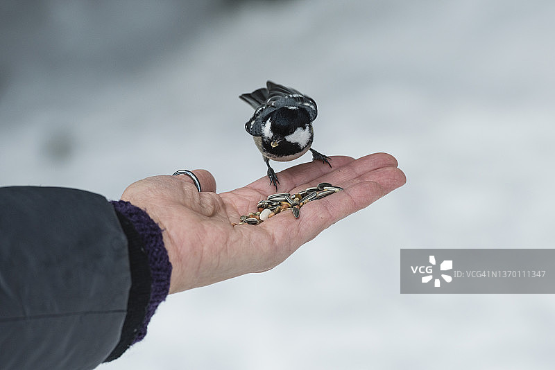 人类喂食的大山雀图片素材