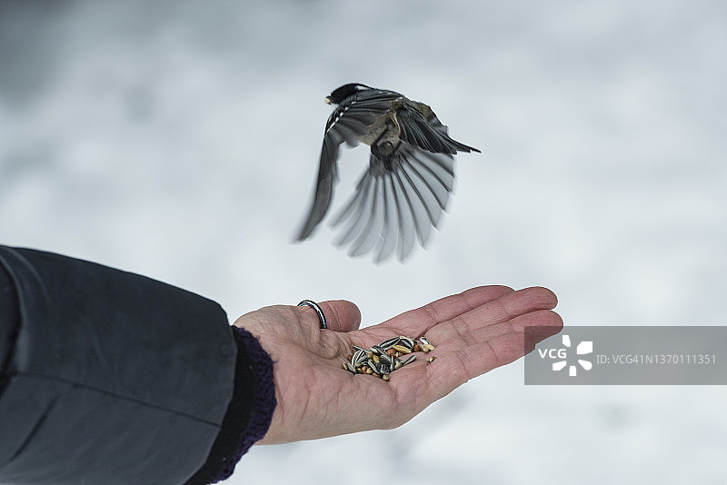 啄食和飞行，大山雀由人类喂养图片素材