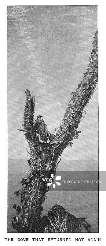 不再返回的鸽子的古老雕刻插图，圣经洪水图片素材