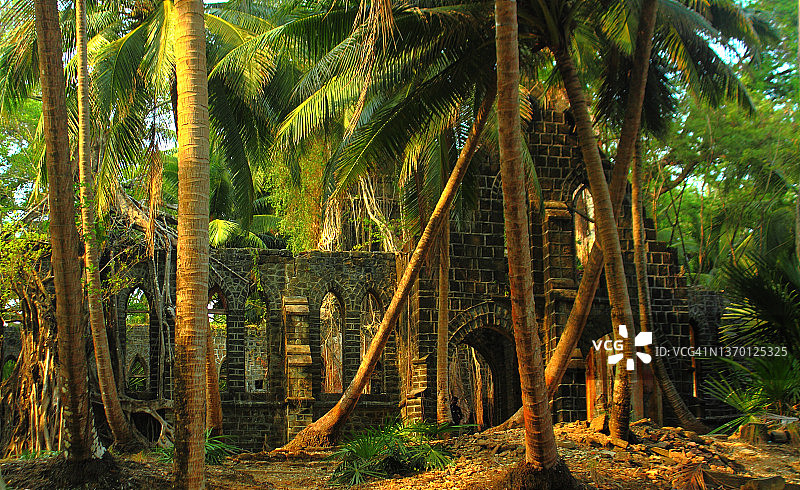 被丛林覆盖的废墟：安达曼群岛的罗斯岛图片素材