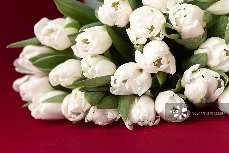 红色背景上的白色郁金香特写图片素材
