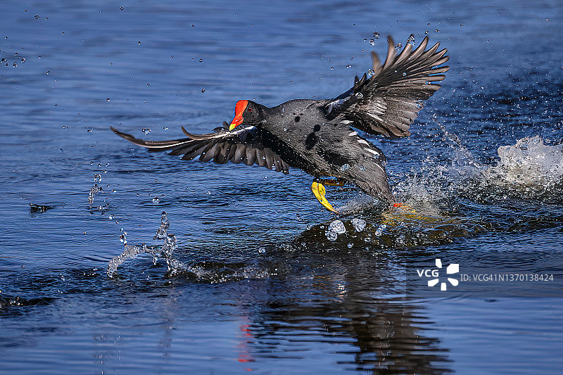 佛罗里达州威尼斯地区奥杜邦鸟类保护区，普通 gallinule 在水面上跳跃图片素材