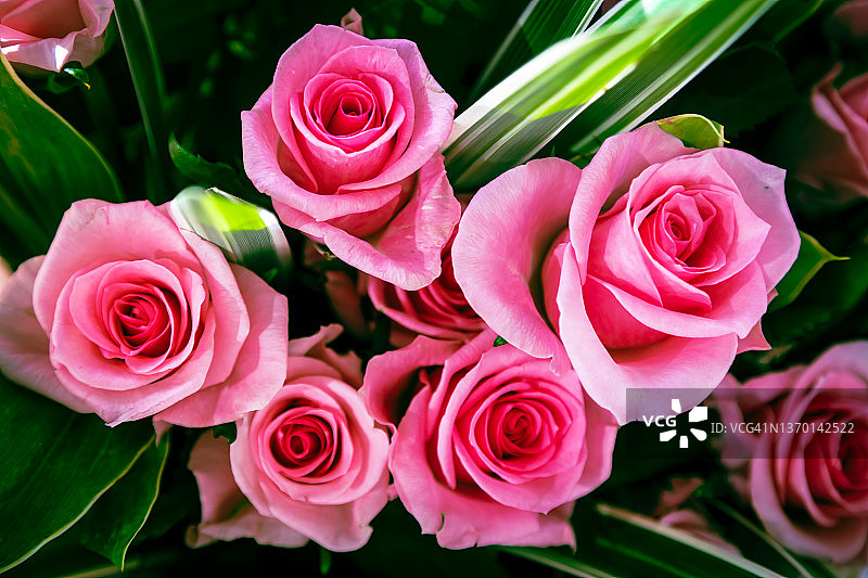 粉色玫瑰花特写图片素材