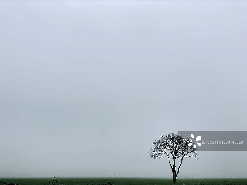 冬日里的孤树图片素材