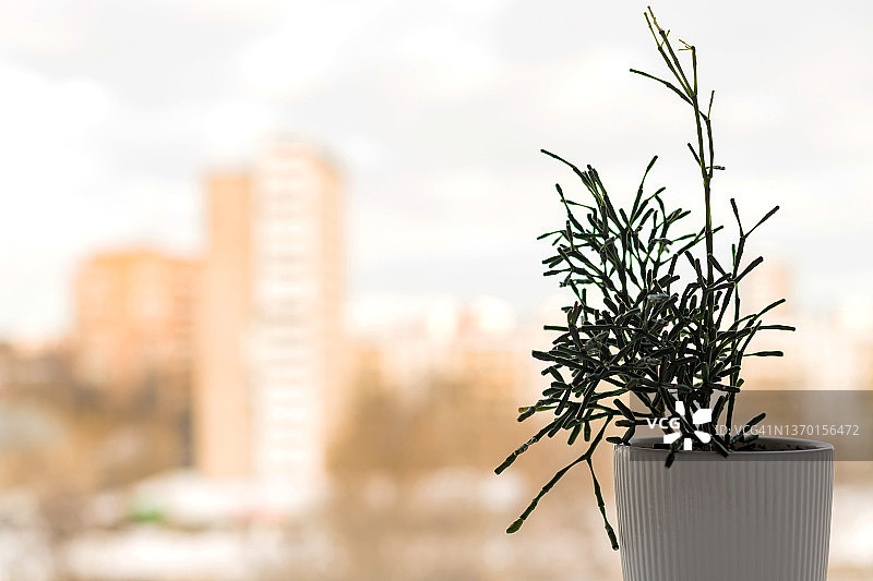 珊瑚掌瓶状仙人掌多肉植物，在窗台上的白色花盆中图片素材
