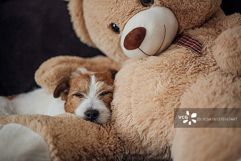 正在睡觉的杰克罗素犬图片素材