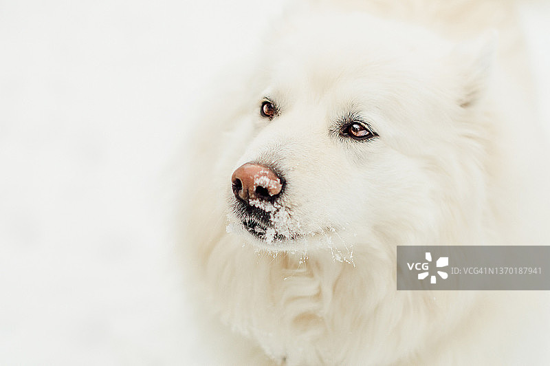 雪地背景上的萨摩耶犬肖像图片素材