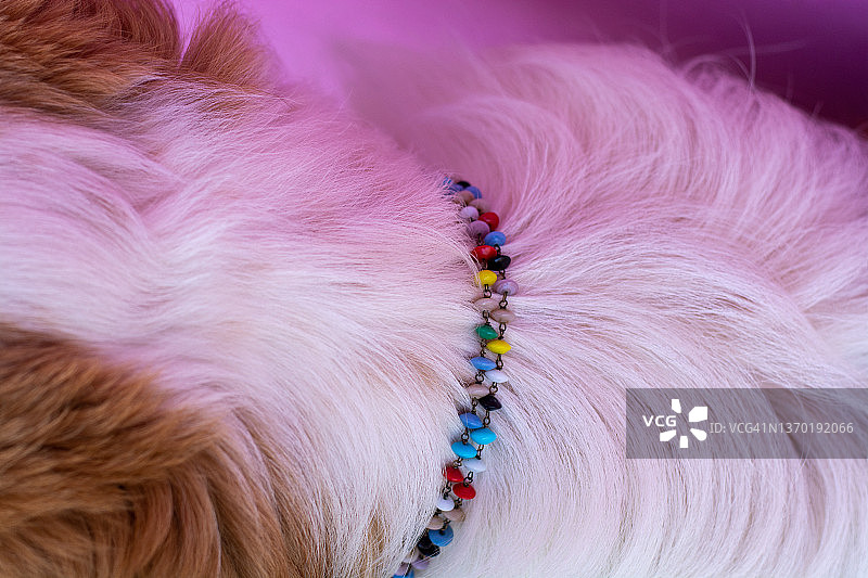 狗狗脖子上的项圈图片素材