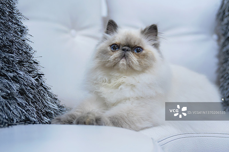 在白色沙发上休息的喜马拉雅小猫图片素材