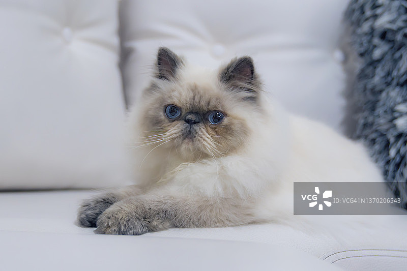 在白色沙发上休息的喜马拉雅小猫图片素材