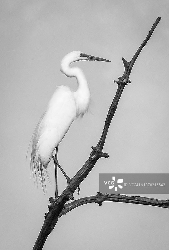 栖息在光秃树上的苍鹭图片素材