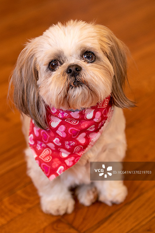 戴着情人节围巾的雌性西施犬图片素材