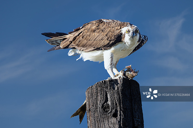 我的鱼图片素材