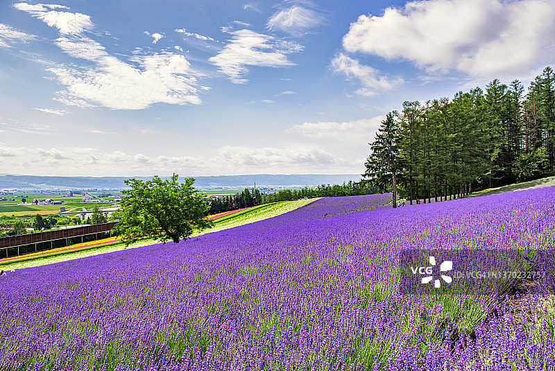 日本北海道富良野富田农场夏季薰衣草田风光图片素材