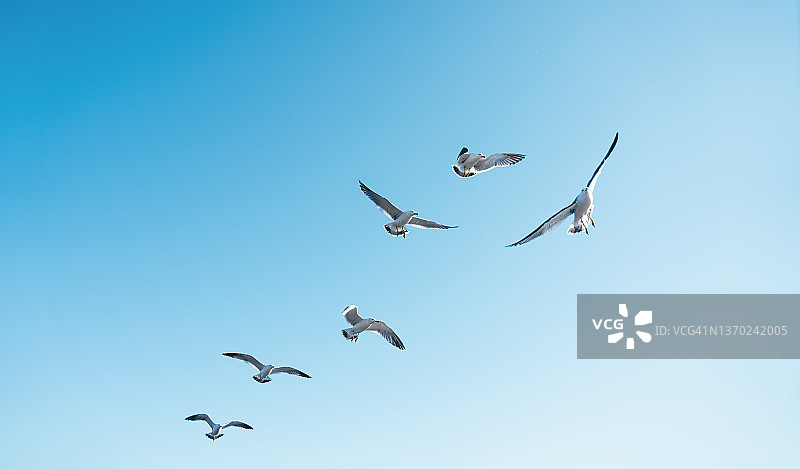海鸥在天空中飞翔图片素材