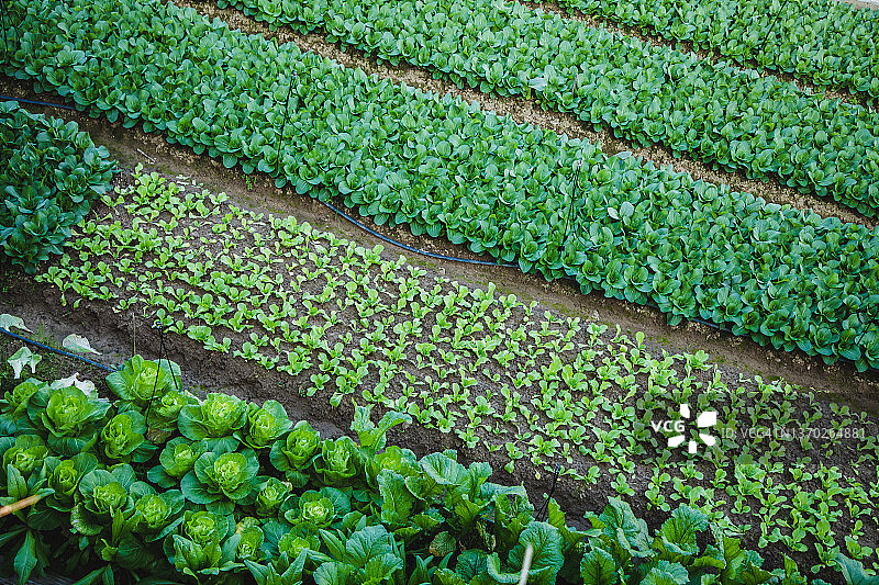 农业田中各种叶类蔬菜图片素材
