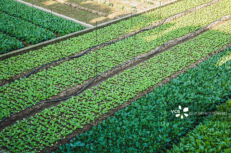 农业田中各种叶类蔬菜图片素材