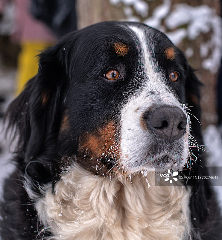 伯恩山地牧羊犬图片素材