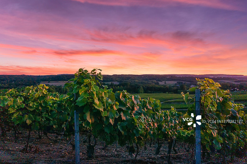 法国兰斯莱茵山香槟葡萄园中的葡萄藤图片素材