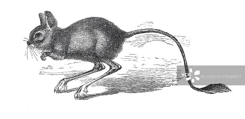 复古跳鼠属野生鼠手绘插画图片素材