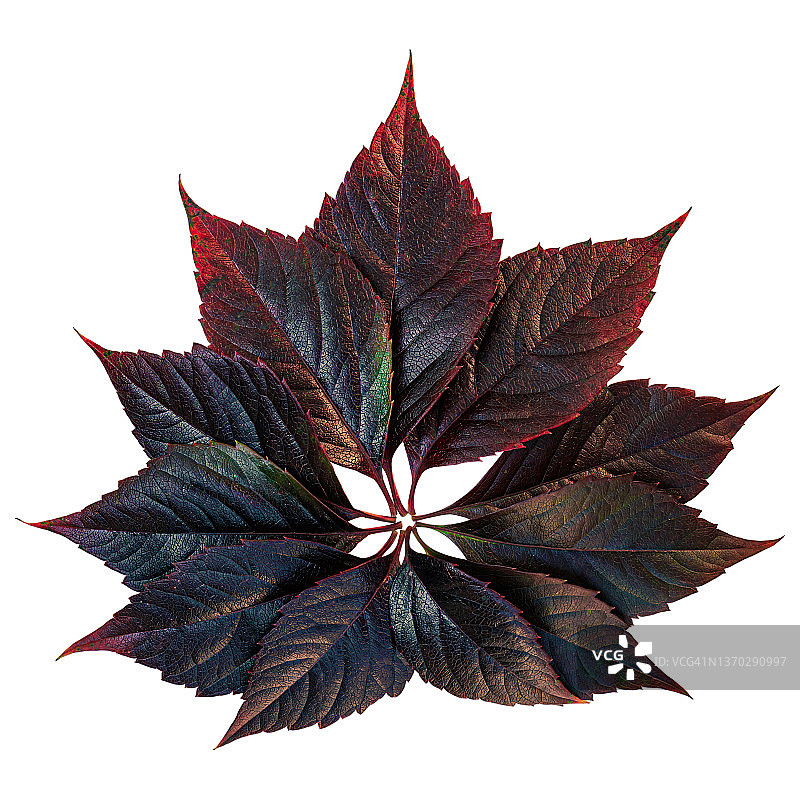 各种颜色的树叶图片素材