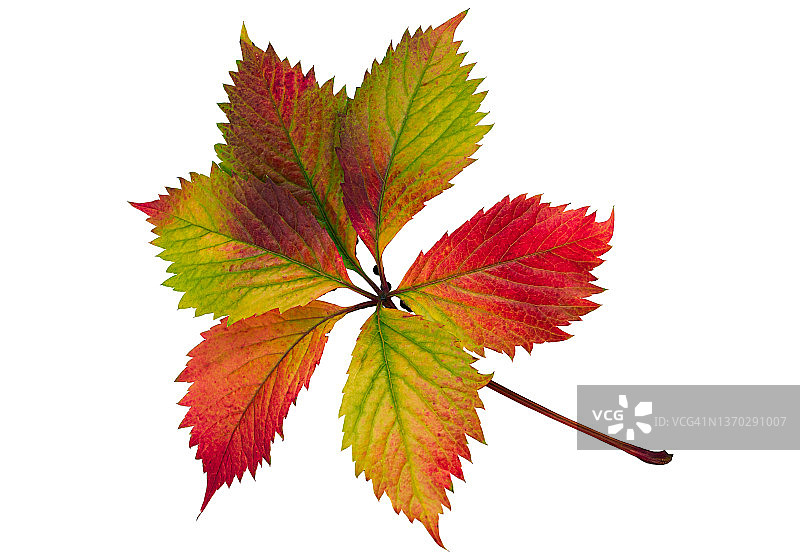 各种颜色的树叶图片素材