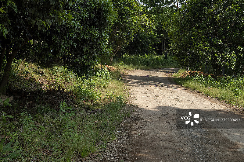 穿过树林的小径图片素材
