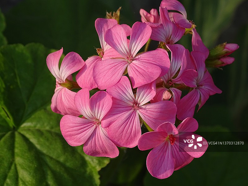 长春花图片素材