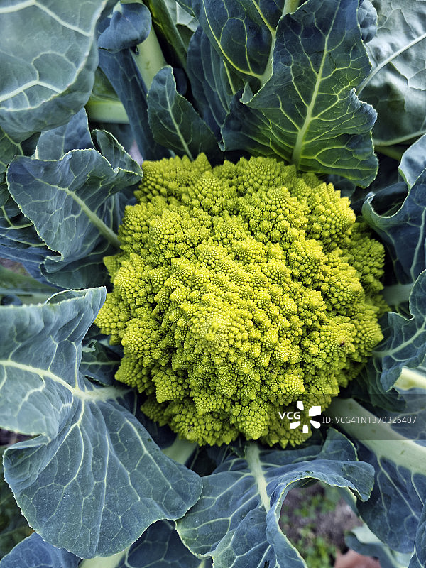 罗马花椰菜（罗马花椰菜或罗马花椰菜）图片素材