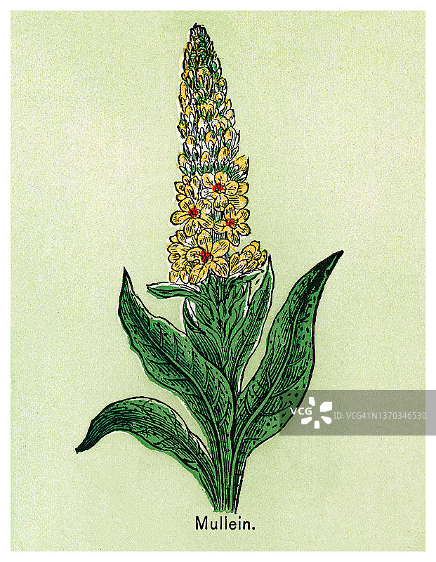 老式刻制图：毛蕊花图片素材