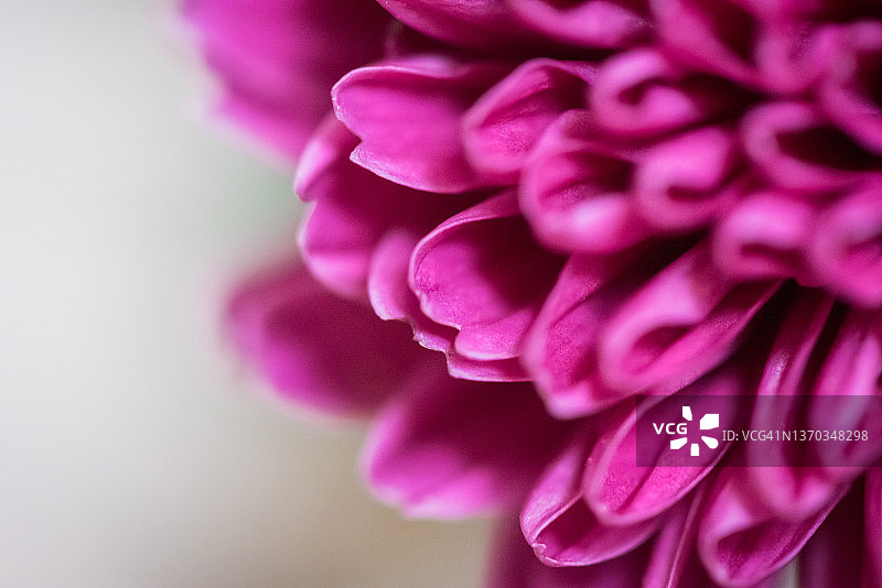 粉红色的花图片素材