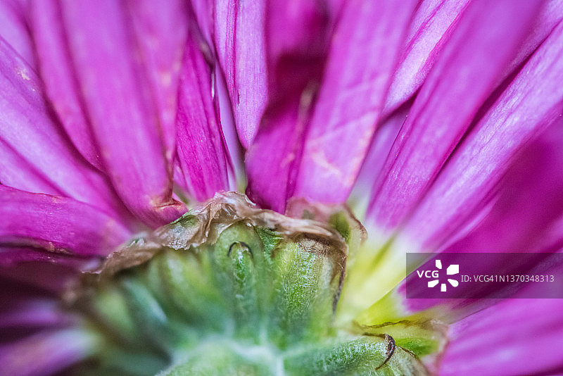 粉红色的花图片素材