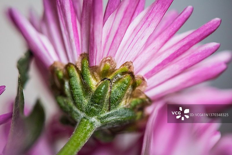 粉红色的花图片素材