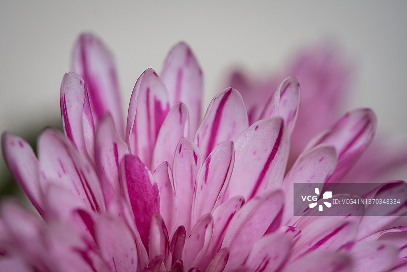 粉红色的花图片素材