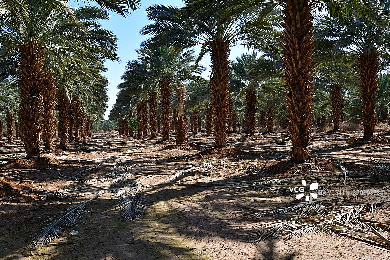 杰里科的海枣种植园图片素材
