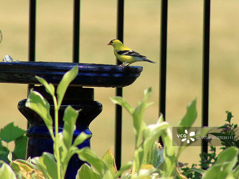 在鸟浴盆里的黄色雀鸟图片素材
